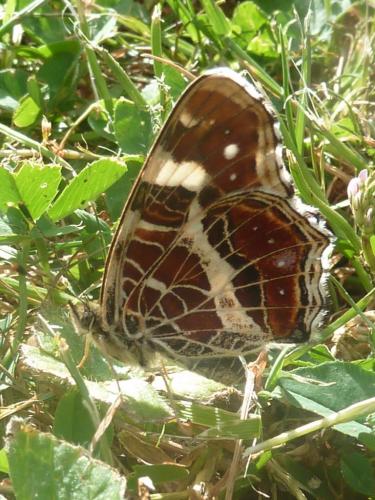 Réf. 185 863 : Araschnia levana